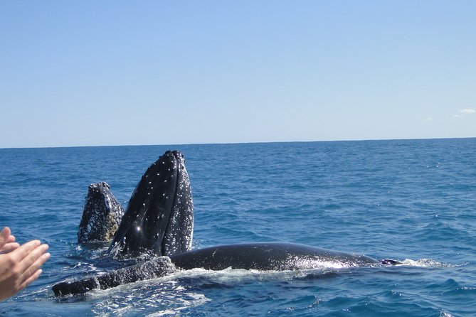 Kalbarri Whale Watching Tour Guided - What about food, cold wind, and the little stuff that changes everything?