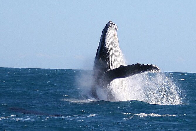 Kalbarri Whale Watching Tour Guided - Price and value: is $60.97 worth 2.5 hours at sea?