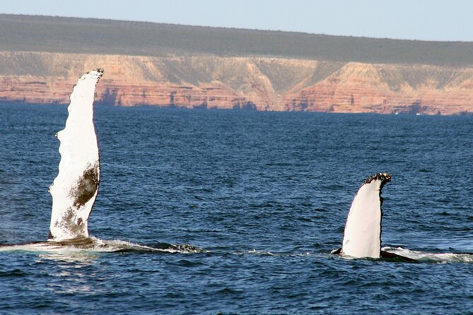 Kalbarri Whale Watching Tour Guided - Weather cancellations and reschedules: what to expect when the sea is rough