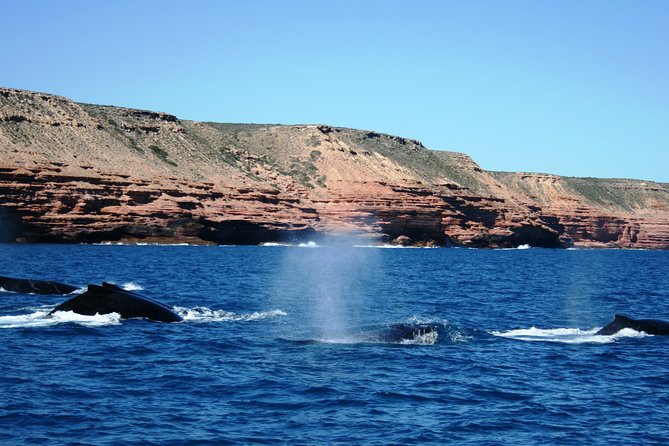 Kalbarri Whale Watching Tour Guided - Who should book this whale watching cruise?