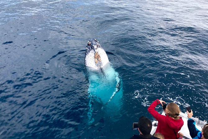 Kalbarri Whale Watching Tour Guided - What you’re actually hunting: humpbacks, southern right whales, and the fun signs
