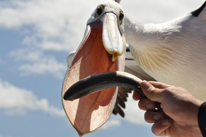 Kalgan Queen Scenic Cruises a four hour sheltered water wildlife tour daily fun. - Captain Jack turns bird spotting into a story you can follow