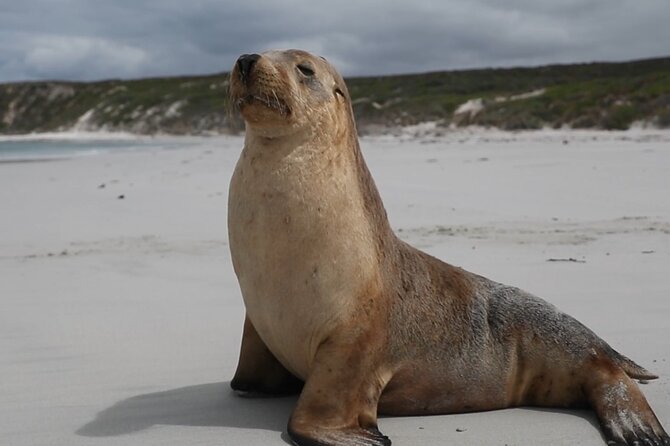 Kangaroo Island 2-Day Wildlife Adventure Small Group tour - Emu Bay Lavender Farm, lunch, and the beach walk rhythm