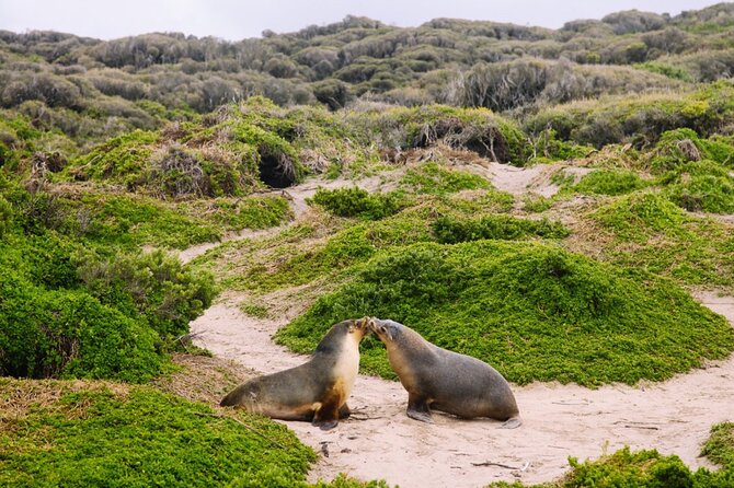 Kangaroo Island 2-Day Wildlife Adventure Small Group tour - Seal Bay Conservation Park and sea lions: the wildlife moment that anchors Day 2