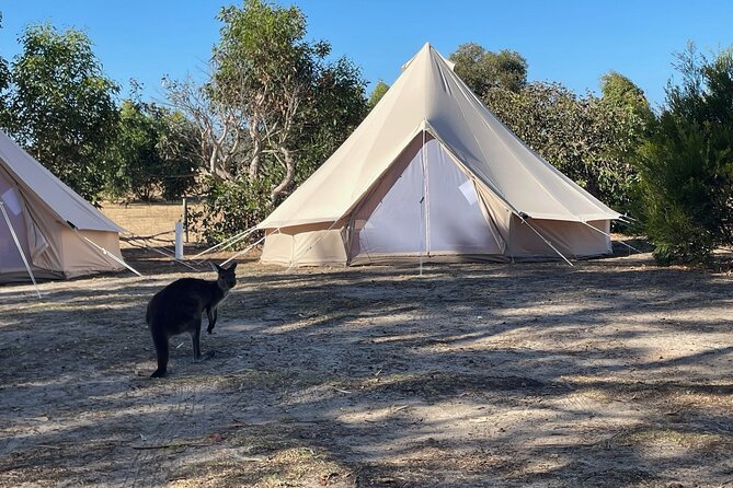 Kangaroo Island 2-Day Wildlife Adventure Small Group tour - Penneshaw and Cygnet River Koala Walk: the wildlife opener you’ll remember