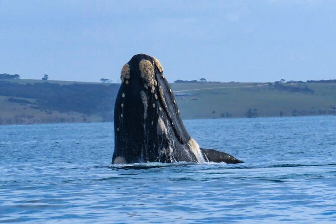 Kangaroo Island 75-Minute Coastal Safari - The live commentary: more than just spotting