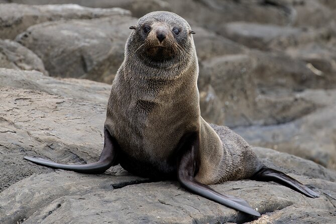 Kangaroo Island 75-Minute Coastal Safari - Price and value: is $63.12 a fair deal?