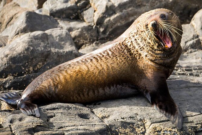 Kangaroo Island 75-Minute Coastal Safari - Who should book this Kangaroo Island coastal safari