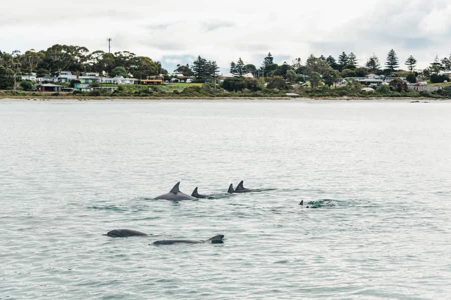 Kangaroo Island: 75-Minute Coastal Safari - Should you book? My decision guide