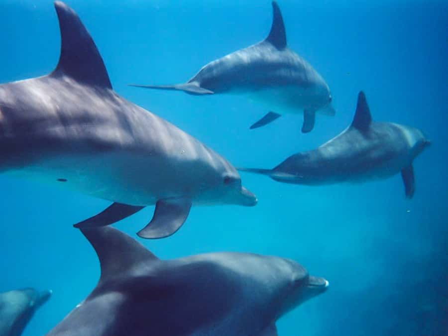 Kangaroo Island: Dolphin, Seal, and Swimming Boat Tour - Key highlights worth clocking before you go