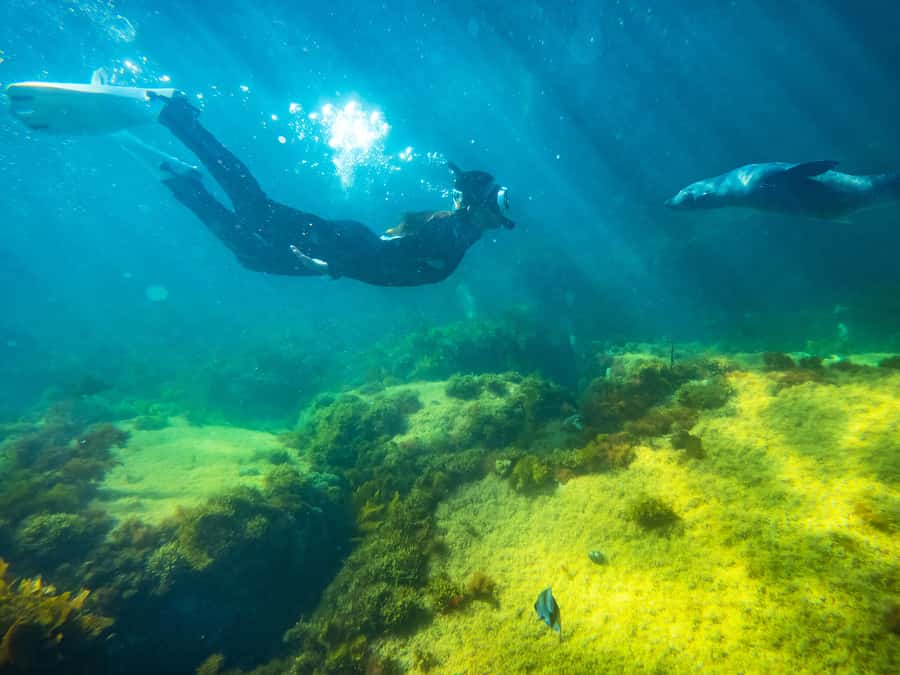 Kangaroo Island: Dolphin, Seal, and Swimming Boat Tour - Kangaroo Island in Two Hours: What This Boat Tour Really Delivers