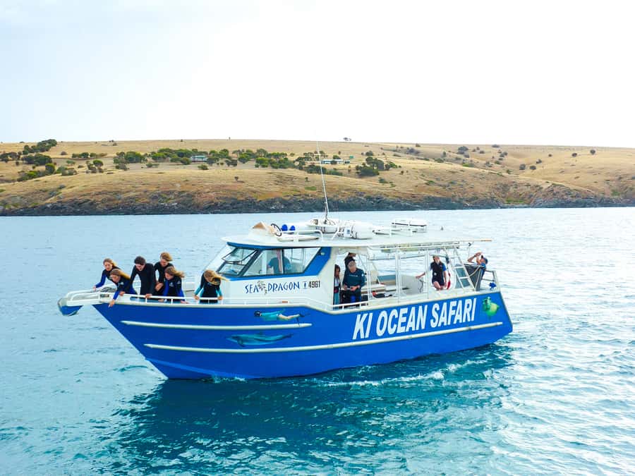 Kangaroo Island: Dolphin, Seal, and Swimming Boat Tour - Wild Seals and Snorkel Time: Why This Part Feels Playful