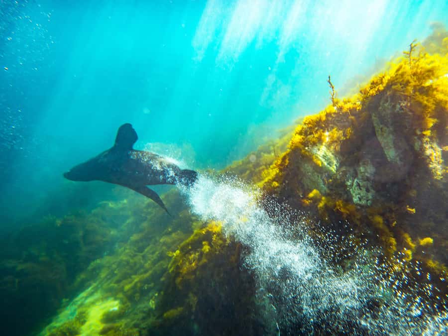 Kangaroo Island: Dolphin, Seal, and Swimming Boat Tour - The Boat Ride Views and Marine Life Commentary You Actually Use