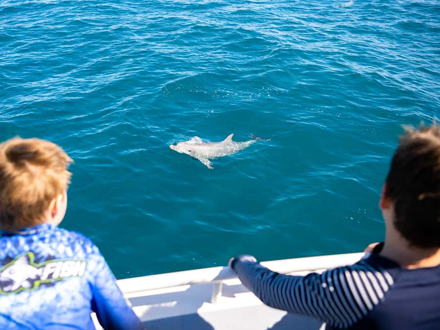 Kangaroo Island: Dolphin, Seal, and Swimming Boat Tour - Gear, Safety, and Comfort Details That Change the Experience