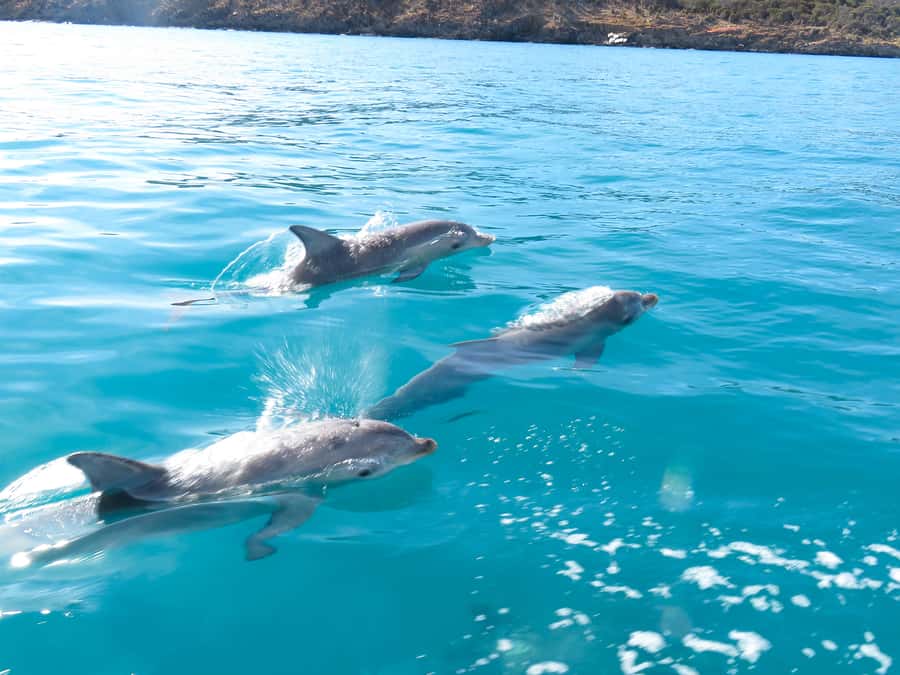 Kangaroo Island: Dolphin, Seal, and Swimming Boat Tour - Price and Value: Is $138 Worth It for This Kind of Adventure?