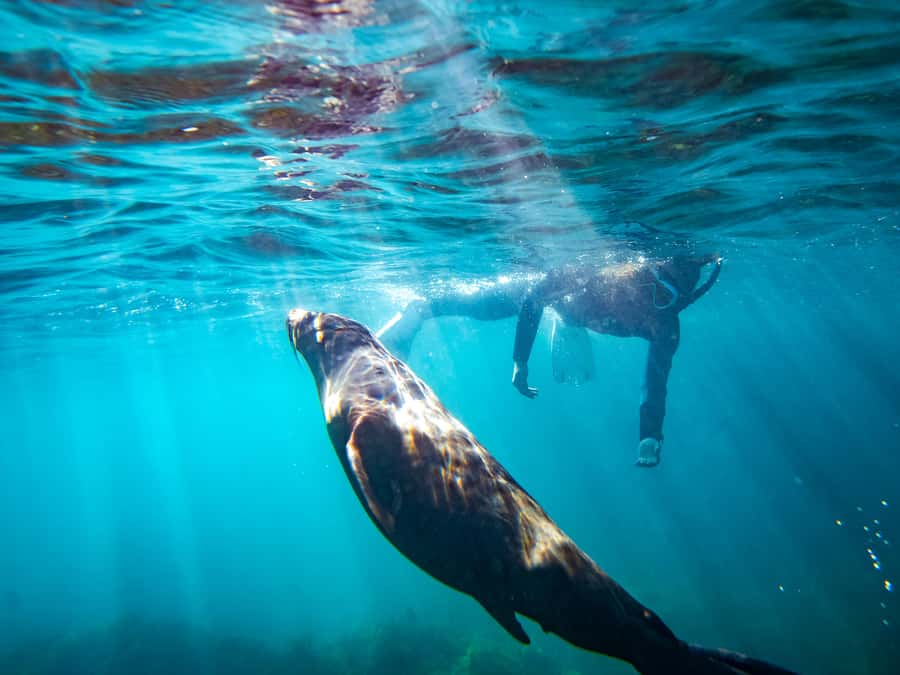 Kangaroo Island: Dolphin, Seal, and Swimming Boat Tour - Penneshaw Check-In: Wetsuit Fitting, Safety Brief, and Cold-Water Prep
