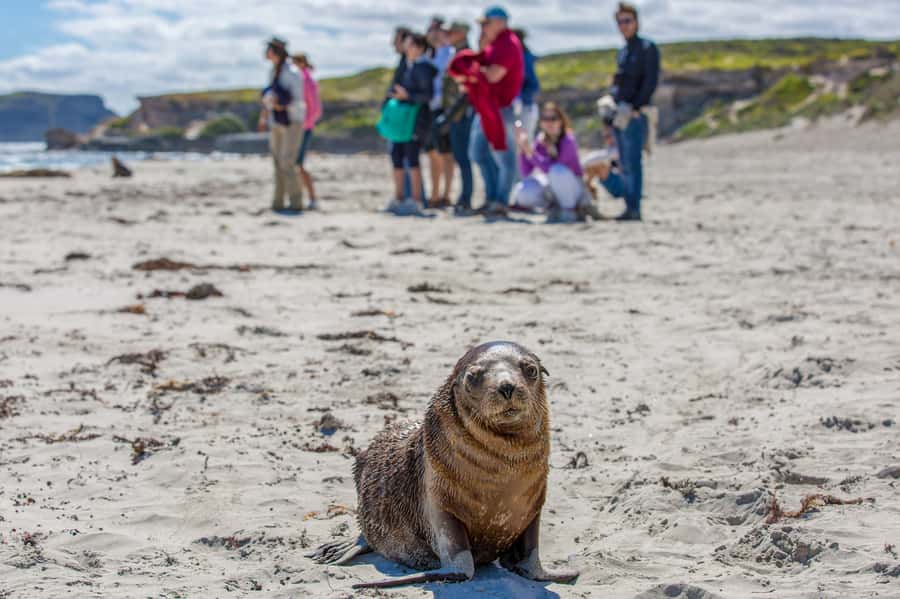 Kangaroo Island Full Day Experience by Ferry Including Lunch - Seal Bay Conservation Park: The Sea Lions Beach Walk