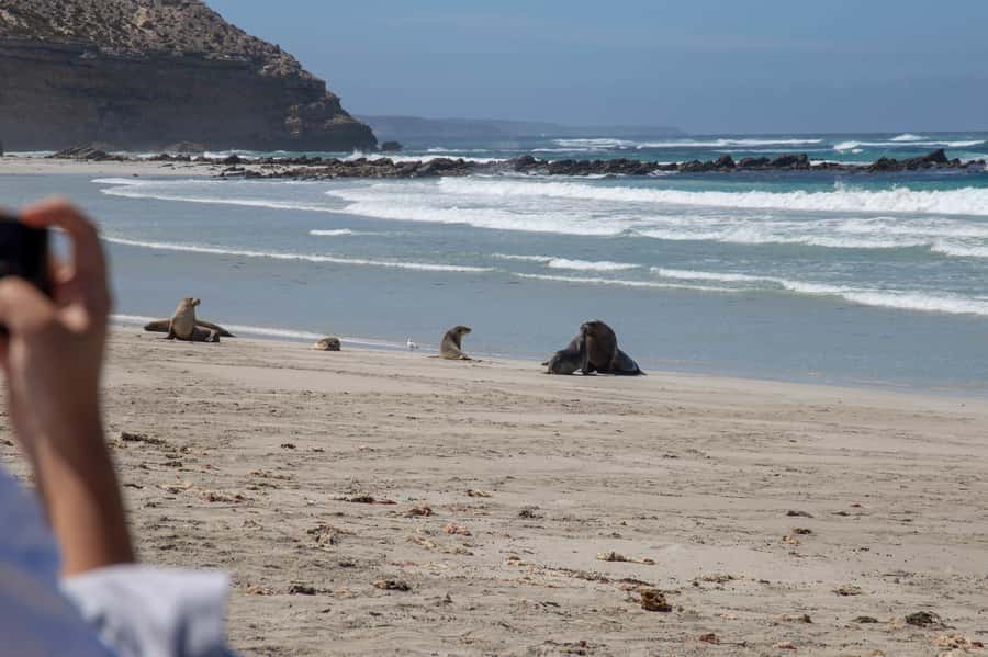 Kangaroo Island Full Day Experience by Ferry Including Lunch - Flinders Chase National Park: Admirals Arch Walk and Seal Habitat