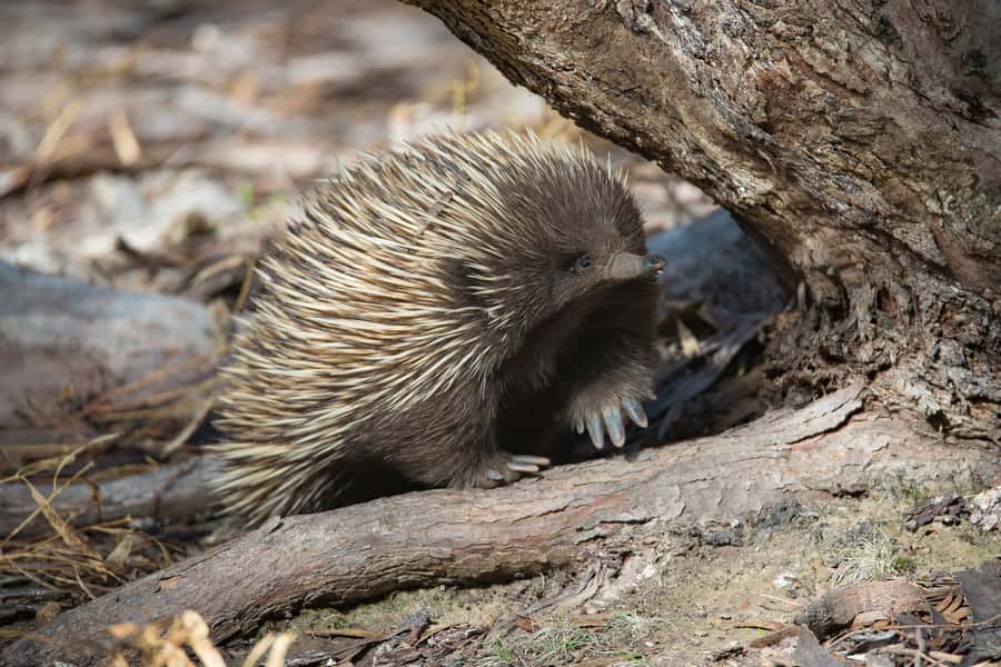 Kangaroo Island: Full-Day Guided Island Life Tour - Island life that teaches you to slow down
