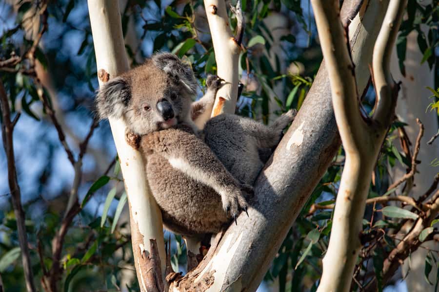 Kangaroo Island: Full-Day Guided Island Life Tour - Farming country, sheep wool, and reading the signs in the bush