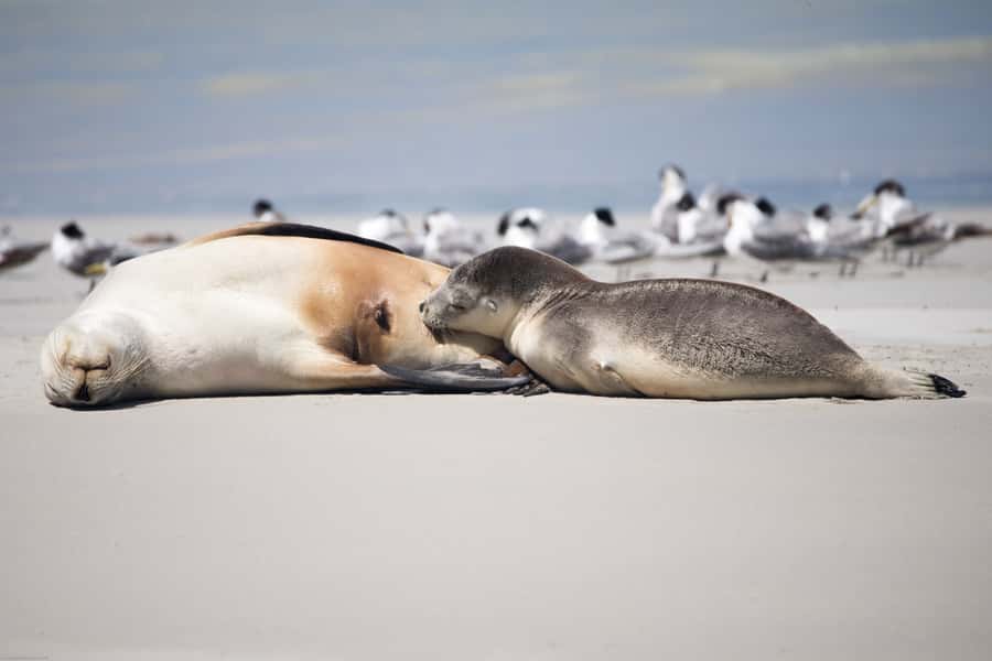 Kangaroo Island: Full-Day Guided Island Life Tour - What the tour includes (and why that matters at $447)