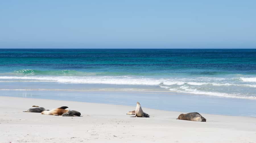 Kangaroo Island: Full-Day Guided Island Life Tour - Transportation, pacing, and how the day stays comfortable