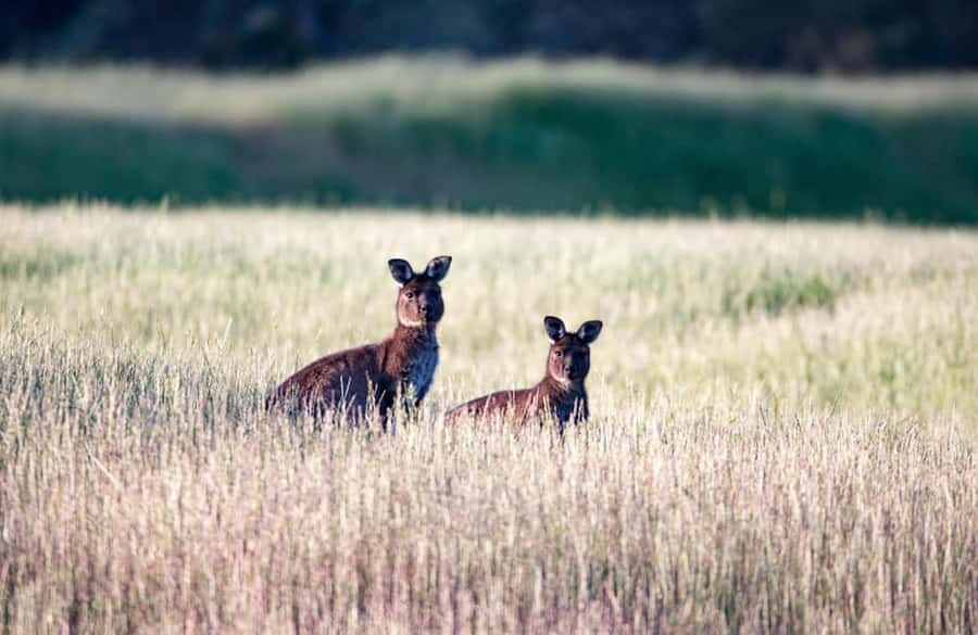 Kangaroo Island: Full-Day Guided Island Life Tour - Who this tour fits best (and who should think twice)