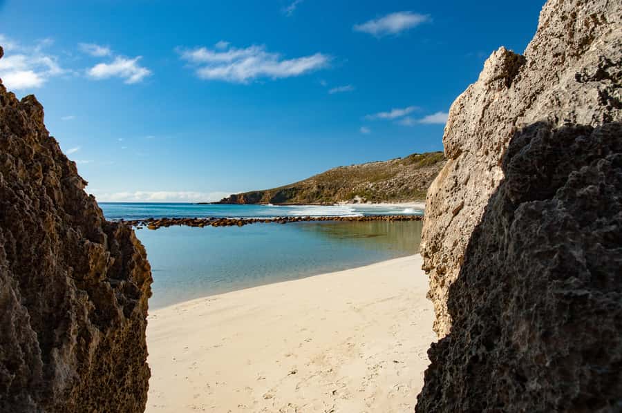 Kangaroo Island: Full-Day Guided Island Life Tour - Morning tea in the Cygnet River valley and koalas overhead