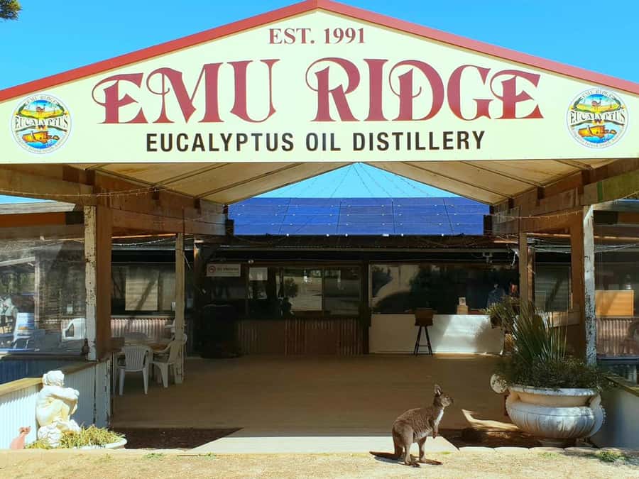 Kangaroo Island: Half-Day Tour Guided Coach Tour - A 5-Hour Taste of Kangaroo Island, Built for Convenience