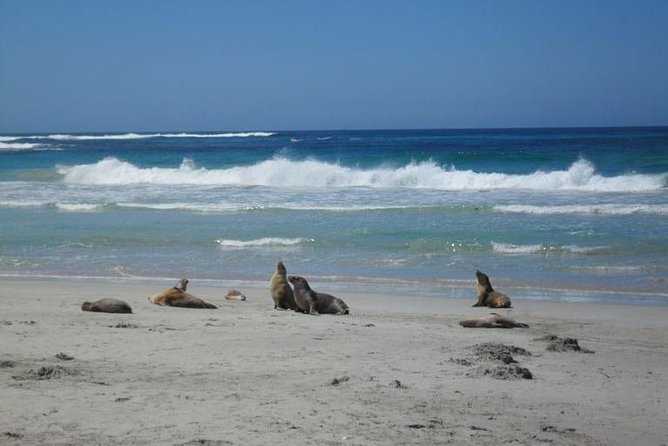 Kangaroo Island in a Day Tour from Adelaide - Adelaide to Penneshaw: the ferry crossing that sets the tone