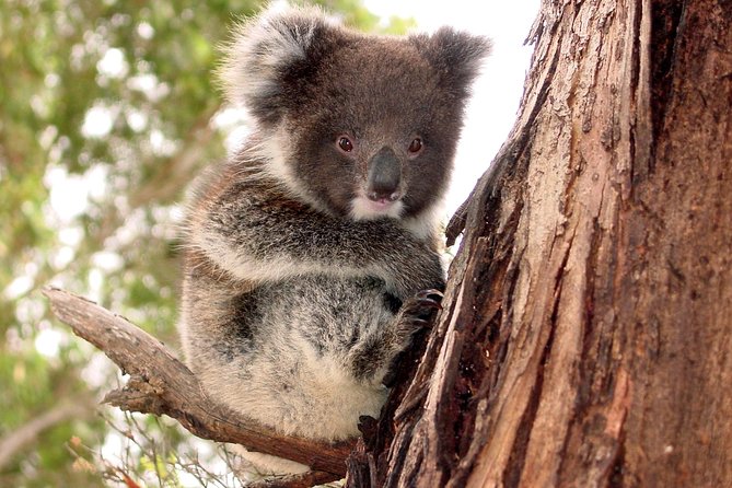 Kangaroo Island Luxury Small Group 'Island Life' Full Day Tour - Key Things That Make This Tour Worth Your Time