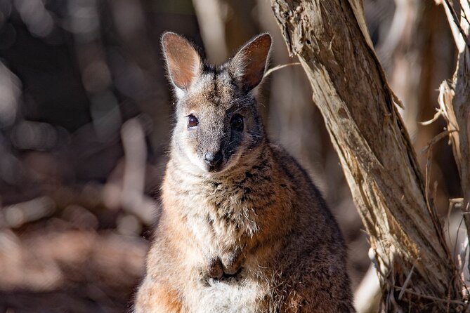 Kangaroo Island Luxury Small Group 'Island Life' Full Day Tour - Seal Bay Conservation Park: Private Beach Walking With Sea Lions