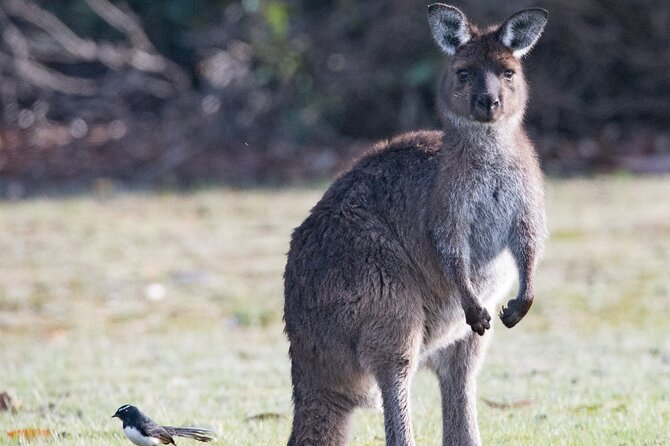 Kangaroo Island Luxury Small Group 'Island Life' Full Day Tour - Price and Value: What $453.30 Covers on Kangaroo Island