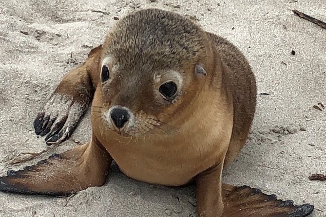 Kangaroo Island Scenic Nature and Wildlife Day Tour - Key Things I Think You Should Know First