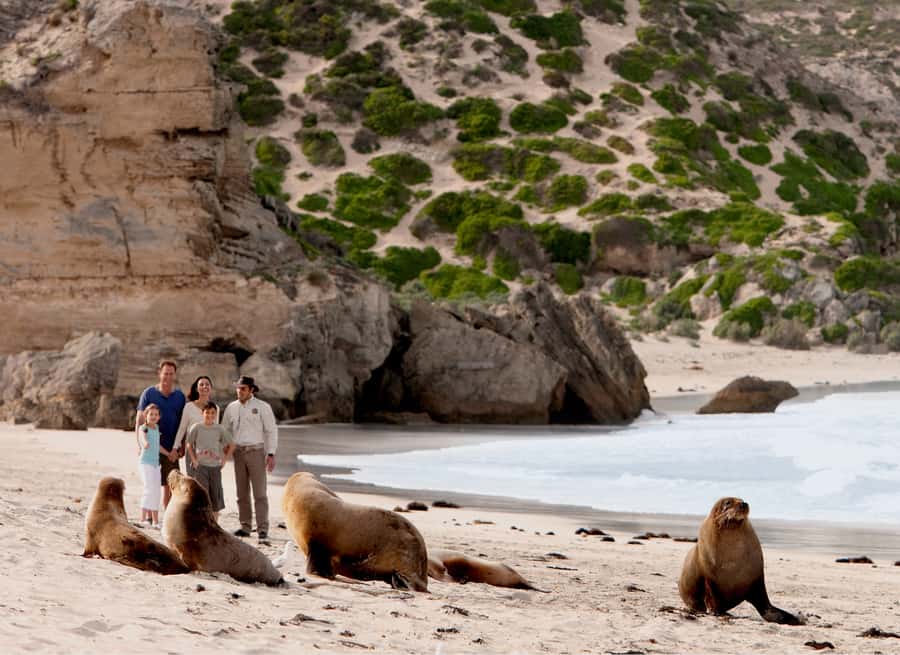 Kangaroo Island: Scenic, Nature & Wildlife Tour - Seal Bay: The Sea Lion Colony and the Boardwalk Views