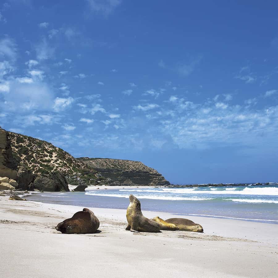 Kangaroo Island: Scenic, Nature & Wildlife Tour - Wildlife Spotting: Koalas, Kangaroos, Fur Seals, and Echidna