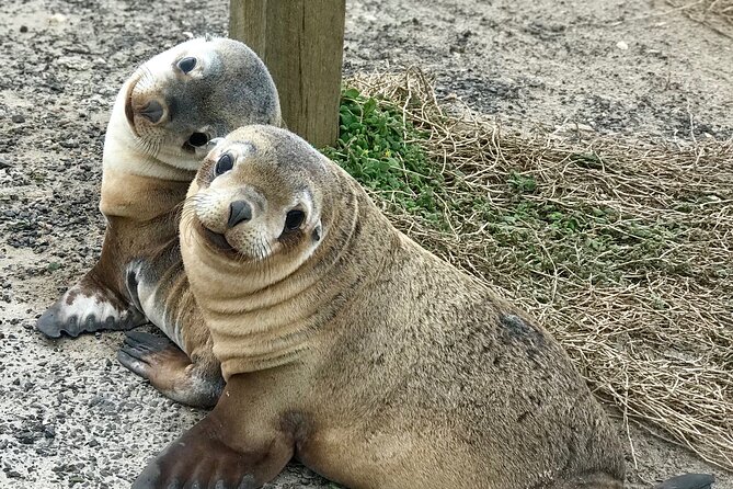 Kangaroo Island Shore Excursion Scenic Trail Tour - Key highlights you’ll actually care about