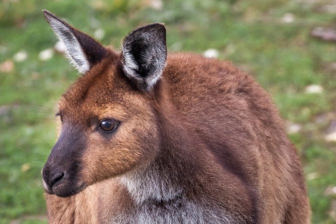 Kangaroo Island Shore Excursion Scenic Trail Tour - Kangaroo Island Trails: what this tour gets right for cruise days