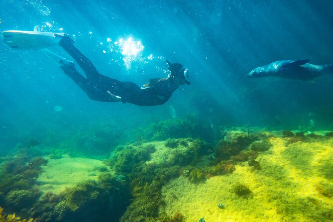 Kangaroo Island - Swim with Dolphins/Seals/Coastal Snorkel - Where the tour starts: Penneshaw check-in and getting ready