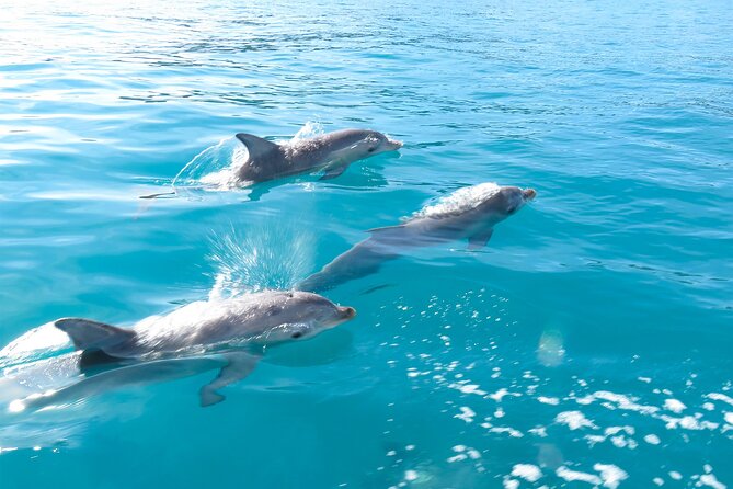 Kangaroo Island - Swim with Dolphins/Seals/Coastal Snorkel - Dolphin pods: thrilling when they show up (and when they don’t)