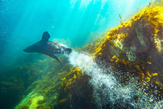 Kangaroo Island - Swim with Dolphins/Seals/Coastal Snorkel - What you get (and what you don’t): value at $139.86