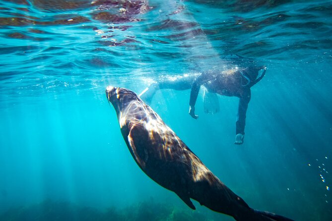 Kangaroo Island - Swim with Dolphins/Seals/Coastal Snorkel - 14–15°C water: wetsuits, cold tolerance, and what to wear