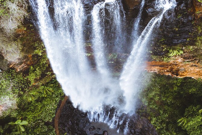 Kangaroos, 6 Springbrook Waterfalls and Natural Bridge Day Tour - Coombabah Lake: the warm-up wildlife moment