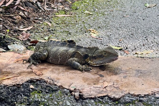 Kangaroos, 6 Springbrook Waterfalls and Natural Bridge Day Tour - Twin Falls circuit (2 km): where you walk behind the water