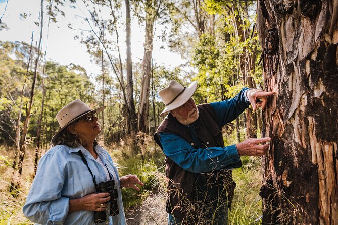 Kangaroos and Koala Experience Tour - Key Things You’ll Want to Know