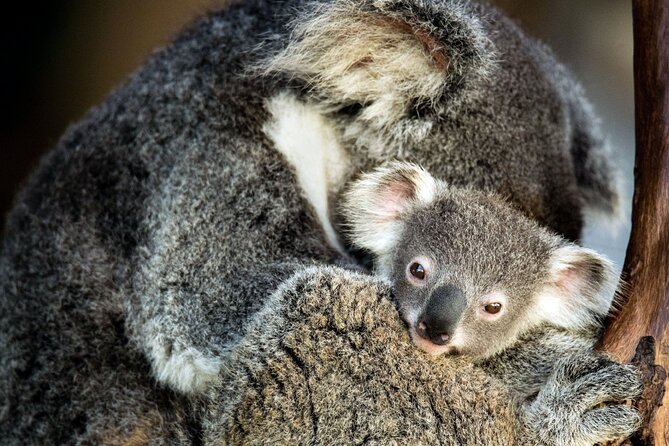 Kangaroos and Koala Experience Tour - Why This Canberra Space-Plus-Wildlife Combo Makes Sense
