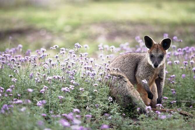 Kangaroos and Koala Experience Tour - Wildlife Viewing Tips That Actually Help (Without Overthinking)