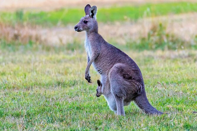 Kangaroos and Koala Experience Tour - Who This Tour Suits Best (and Who Might Prefer Something Else)