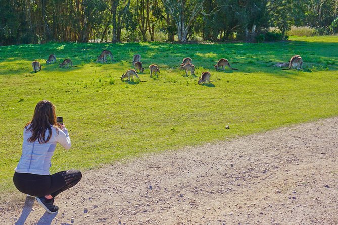Kangaroos & Koalas in the Wild - Private Nature Experience - Conserved wetland over a zoo: what you’re really paying for
