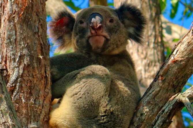 Kangaroos & Koalas in the Wild - Private Nature Experience - From Q1 to the wetlands: how the timing feels in real life